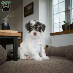 Carter, Miniature Poodle Puppy